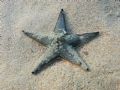 Astropecten jonstoni